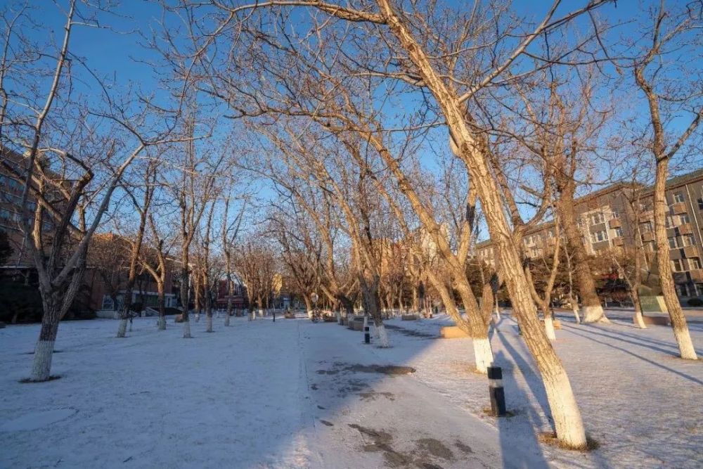 一场薄雪,悄无声息地落进了中传的校园.