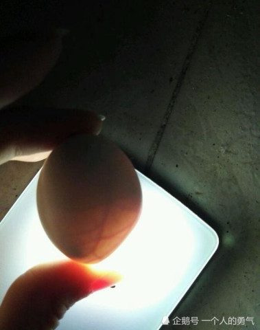 鸽子受精蛋,1-17天孵蛋变化图解,干货来袭新手可做照