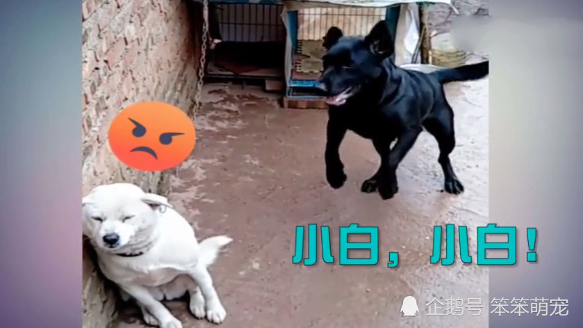 小白狗每天被主人拴着,邻居家的小黑狗看到后,它的反应很欠揍
