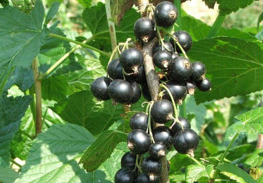 这野果被人们叫做"旱葡萄,在农村很常见,在城里却卖得非常贵