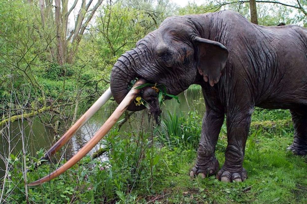 五种长得极为怪异的大象,第四种象牙反着长,用来挖草根