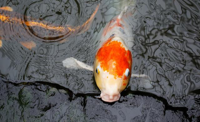 梦见很多红鲤鱼，寓意富贵与好运的梦境解析