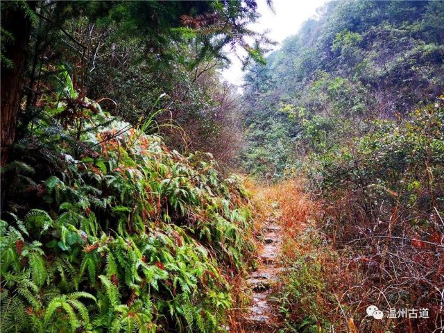 永嘉金溪深山楼坑漈旁,居然掩藏着一条千年古道,景色