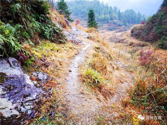 永嘉金溪深山楼坑漈旁,居然掩藏着一条千年古道,景色