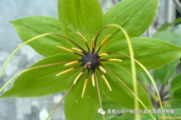七叶一枝花种植前景怎样?价格走势如何?