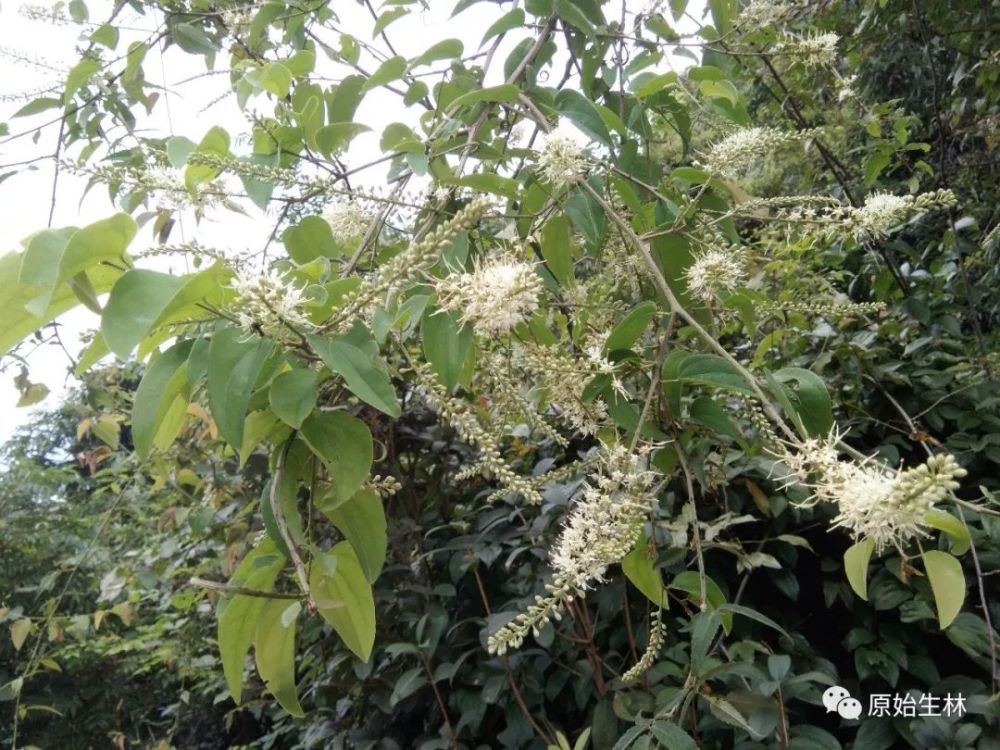 九龙藤植物生长在喀斯特大石山上,纯野生植物,土壤不施化肥等肥料