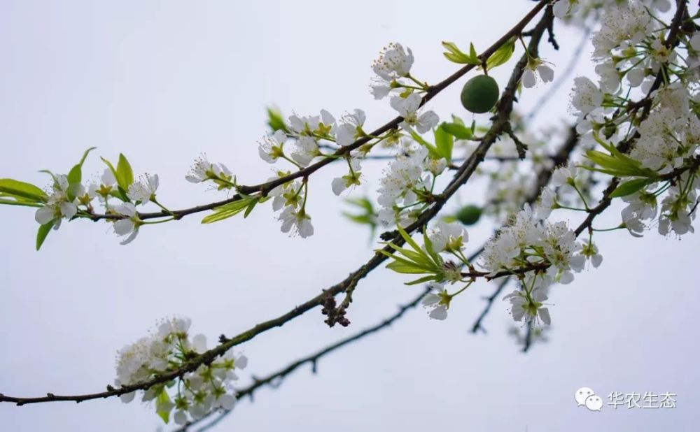 李花怒放一树白 花开成海美如雪 看点快报
