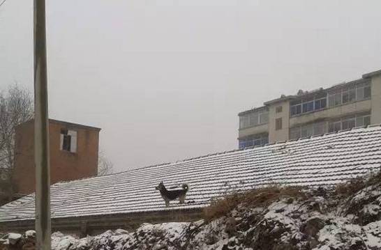 狗狗取名大盘点,什么英文名,食物名都弱爆了,这