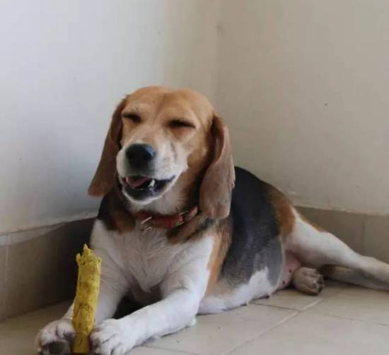 狗狗取名大盘点,什么英文名,食物名都弱爆了,这