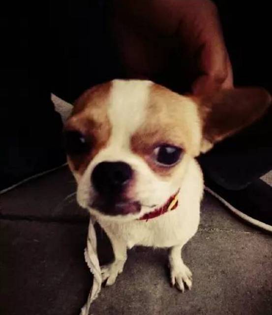 狗狗取名大盘点,什么英文名,食物名都弱爆了,这