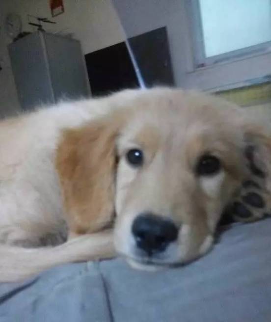 狗狗取名大盘点,什么英文名,食物名都弱爆了,这