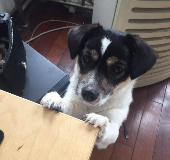 狗狗取名大盘点,什么英文名,食物名都弱爆了,这