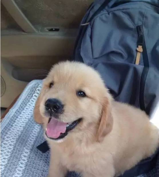 狗狗取名大盘点,什么英文名,食物名都弱爆了,这