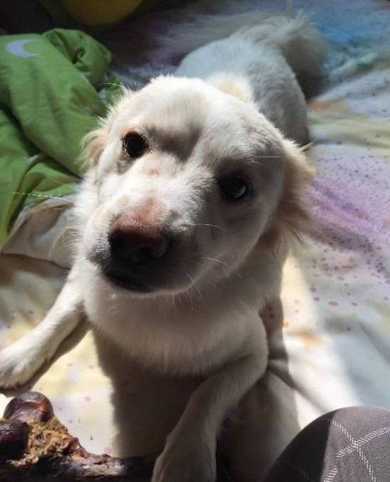 狗狗取名大盘点,什么英文名,食物名都弱爆了,这