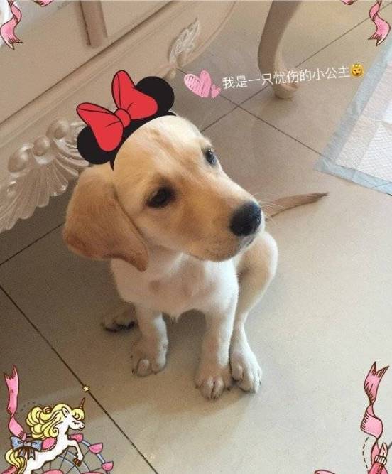 狗狗取名大盘点,什么英文名,食物名都弱爆了,这