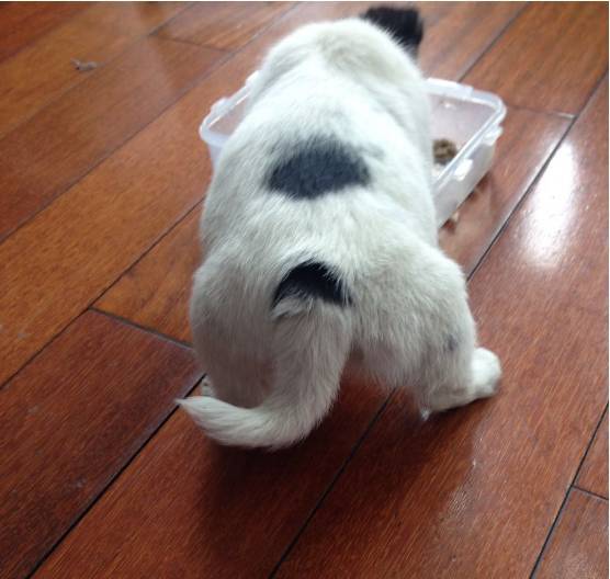 狗狗取名大盘点,什么英文名,食物名都弱爆了,这