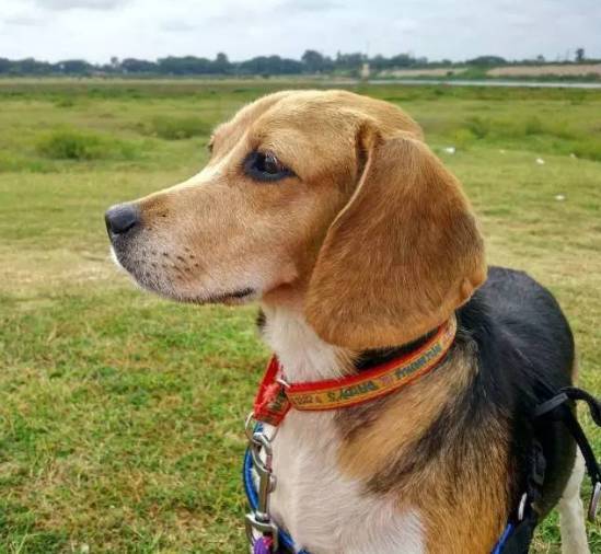 狗狗取名大盘点,什么英文名,食物名都弱爆了,这