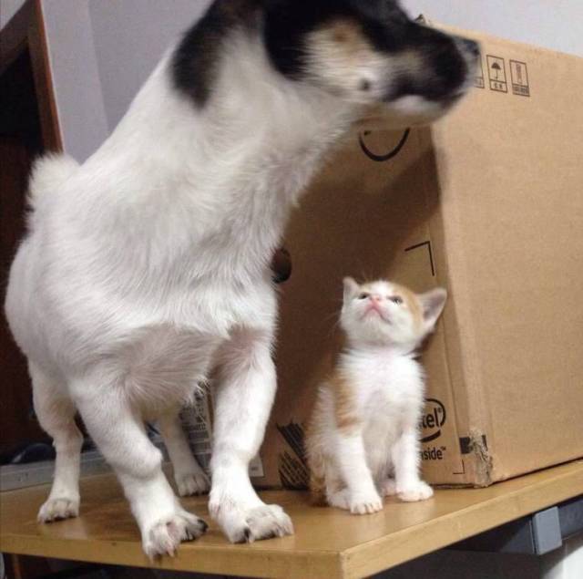 狗狗取名大盘点,什么英文名,食物名都弱爆了,这