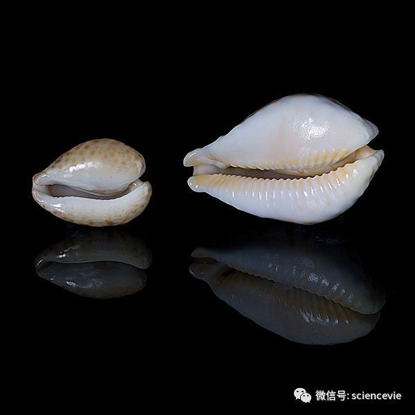 这是世界上最贵的贝壳,因无法分类被命名"大灾星"