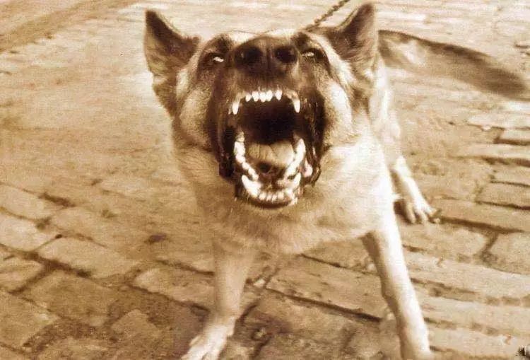 猎豹的作用有多大?数据分析表示,它每年能减少