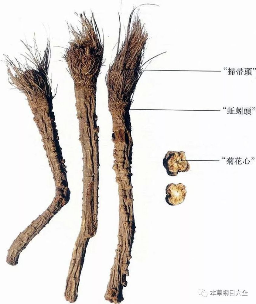 防风又名铜芸,茴芸,茴草,百枝,闾根,百蜚,屏风,风肉,山芹莱,白毛草,关