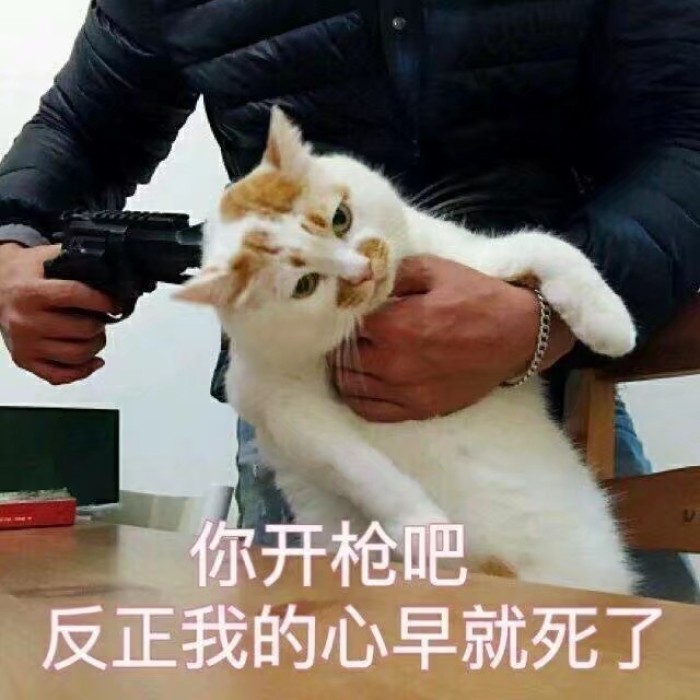 表情包:臣服在喵主子的表情包之下,五个走红网络的喵