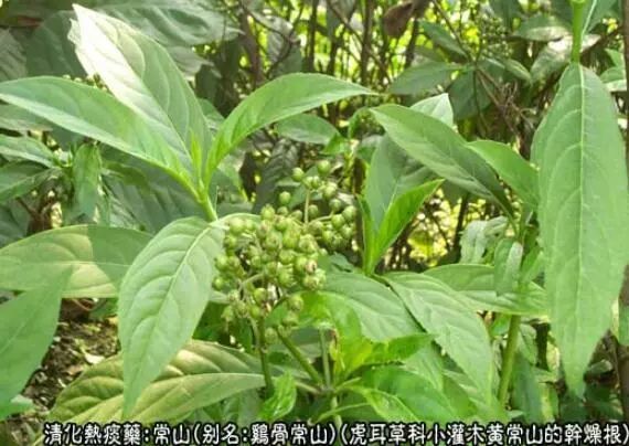 shān别名:黄常山,鸡骨常山,鸡骨风,风骨木,白常山,大金刀,蜀漆[叶]