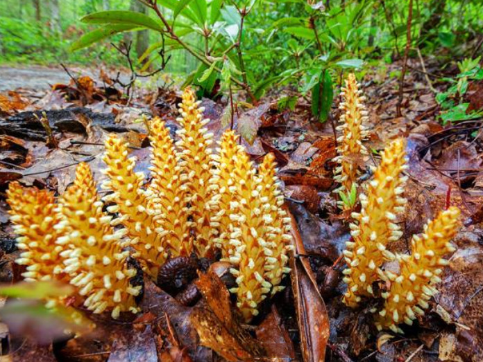 这野草人称"山苞米",村民用它泡酒,记住样子或许你家山上就有