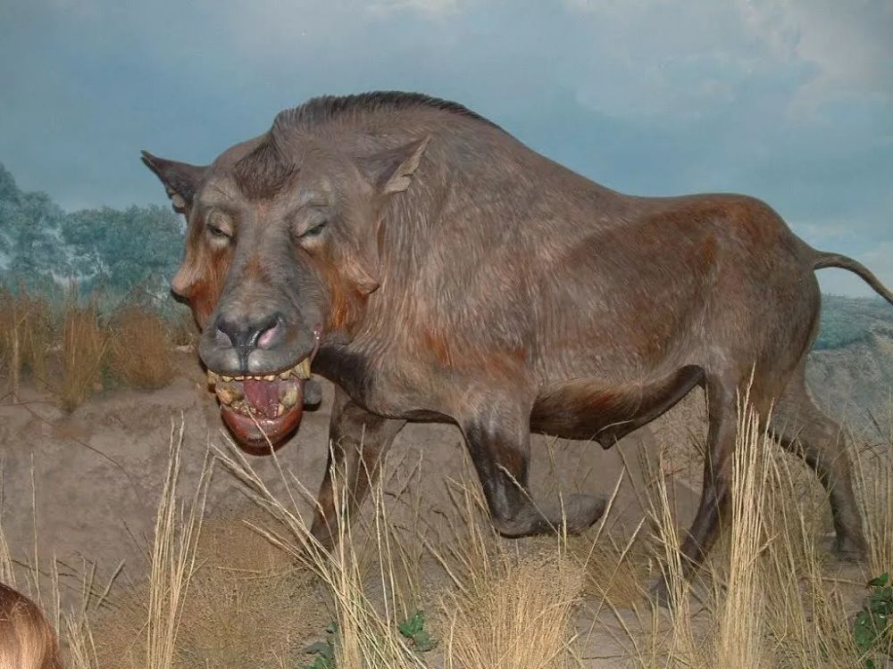 比人还高大的恐颌猪:横行北美1000万年的史前巨"猪"