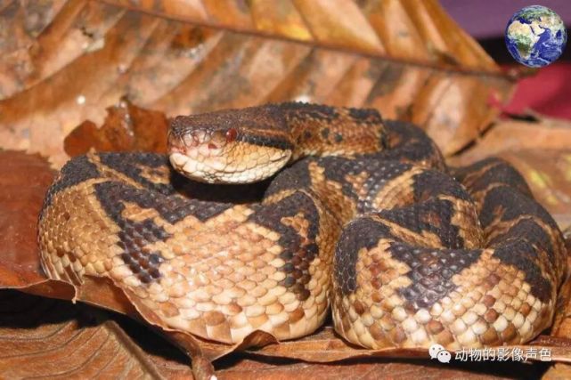 美洲地区体型最大的毒蛇——亚马逊巨蝮,这才叫致命杀手