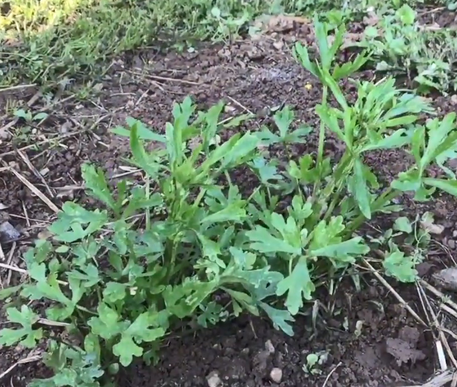 农村这种野草,很多人都以为是野芹菜,但老人都说有毒