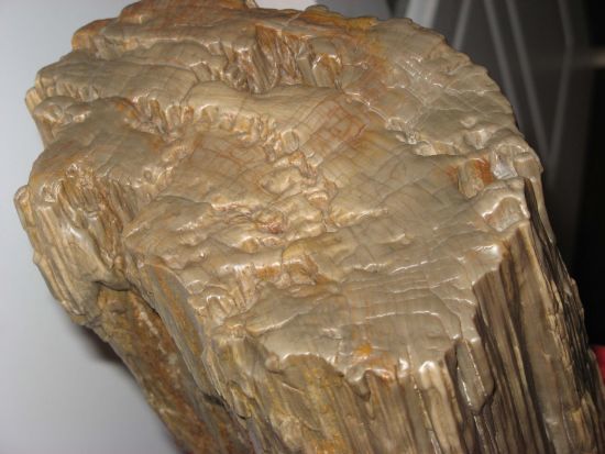 什么是化石?有什么价值?