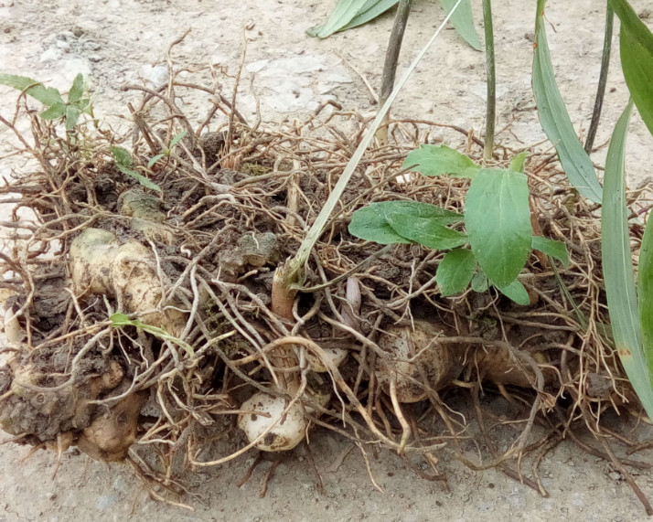 这植物根茎像极"生姜",从前遍布无人理,如今市面却得