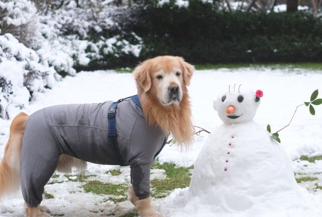 雪天狗狗看到主人堆雪人,突发奇想,结果就这样了