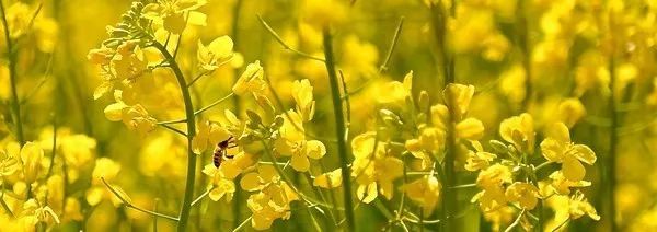 超全昆明周边油菜花攻略!景美人少,火速收藏!