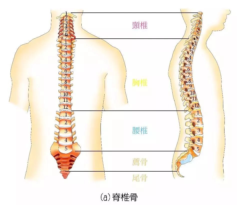 瑜伽练习中,如何启动核心保护腰椎?