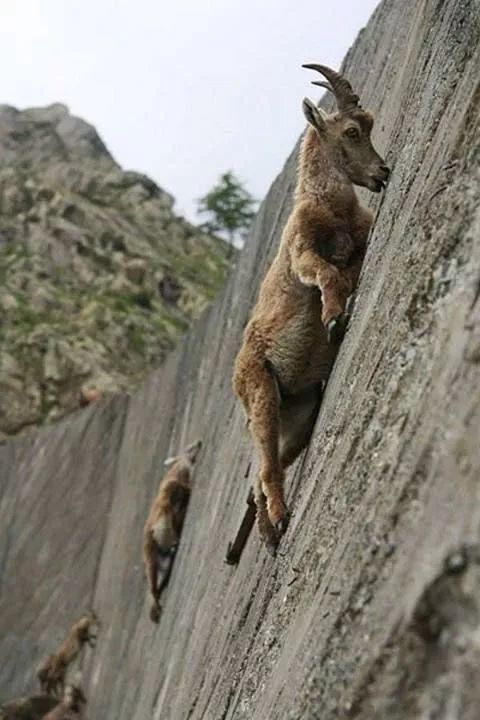 无论是生活在喜马拉雅山脉的岩羊,还是生活在北美的落基山大角羊