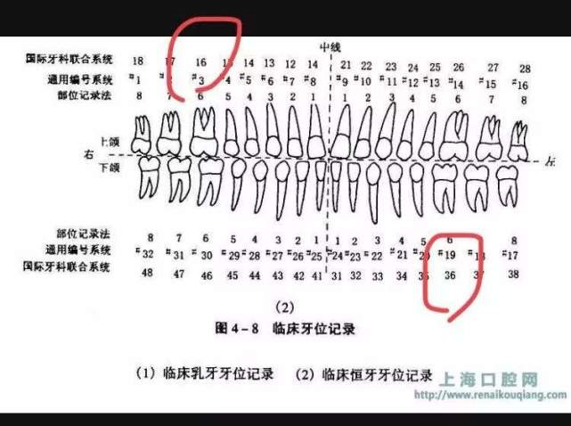 人口腔上牙重要还是下牙重要_重要通知图片(2)