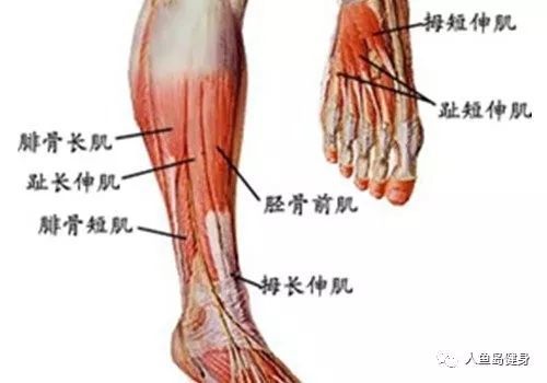2,外侧群前群由内侧向外排列,有三块,胫骨前肌,趾长伸肌,拇长伸肌.
