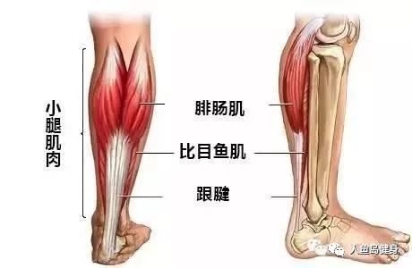 也称小腿三头肌,包括:腓肠肌,比目鱼肌,跟腱.