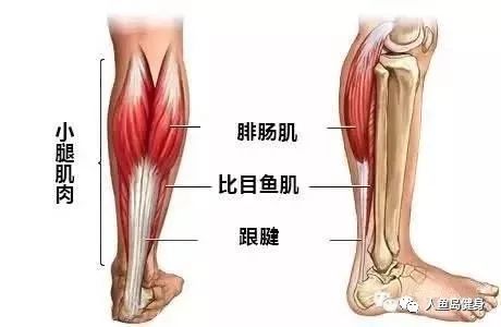 也称小腿三头肌,包括:腓肠肌,比目鱼 ,父 .