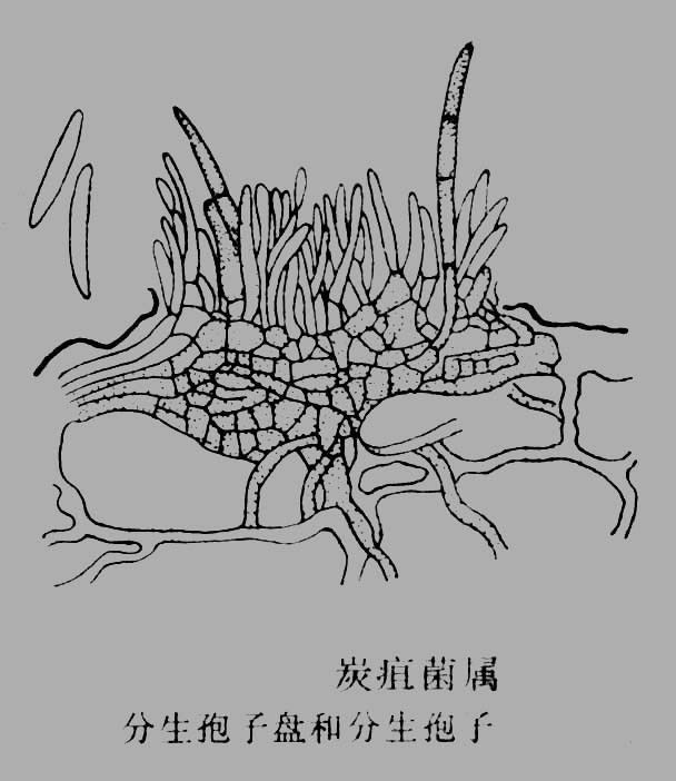 草莓炭疽病由毛盘孢属草莓炭疽菌(colletotrichumfragariaebrooks)