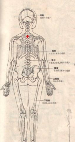 人体共有206块骨头,而中国人却只有204块,2块少在哪?