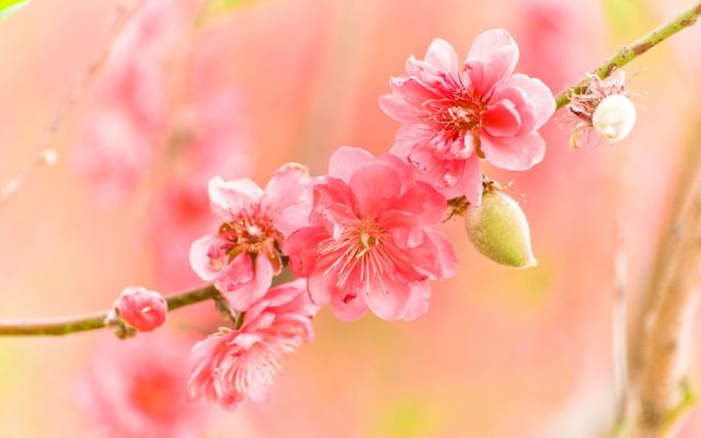 桃花运简谱_桃花运简谱歌谱(2)