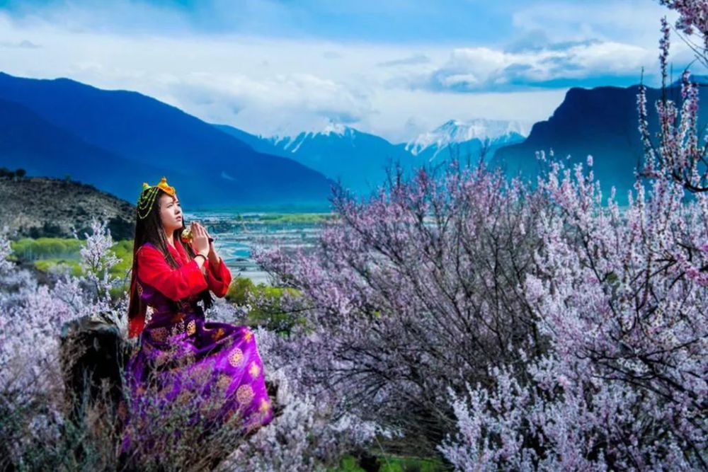 三月金川,草长莺飞 远处是湛蓝的天空与积雪交相辉映 近旁是梨花成海