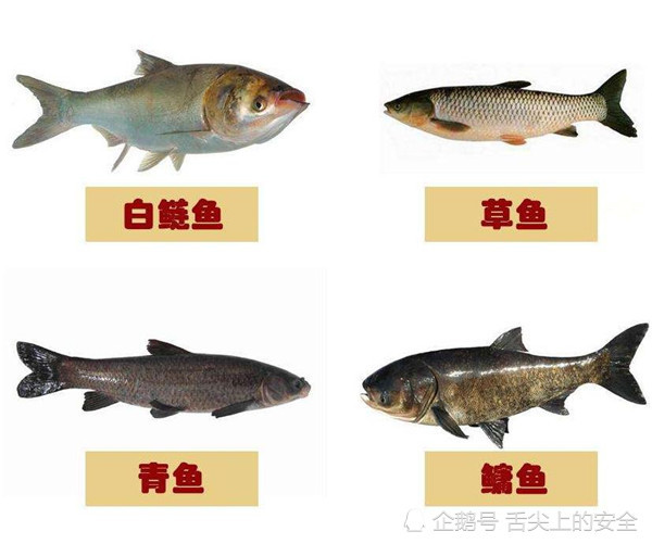 中国的四大家鱼,为什么没有鲤鱼和鲫鱼?被这段"奇遇"拖后腿了