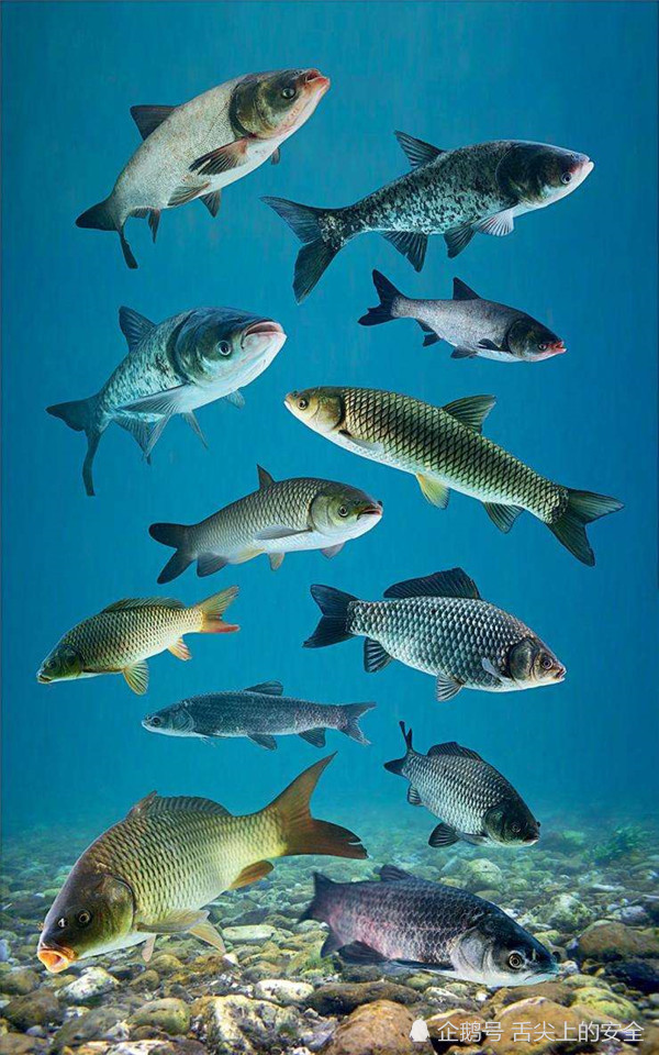 且不说来自海洋的诸多鱼类品种,就说被人们驯服的中国四大家鱼,你们
