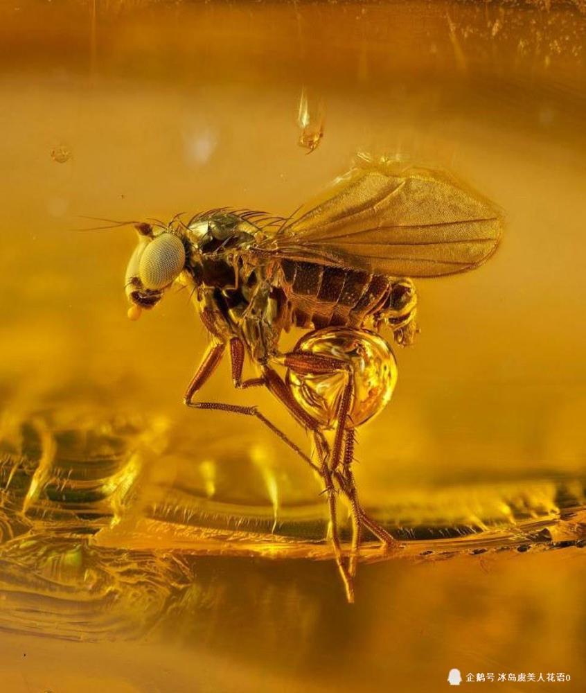 英摄影师公布4500万年前被封琥珀中古代昆虫照片