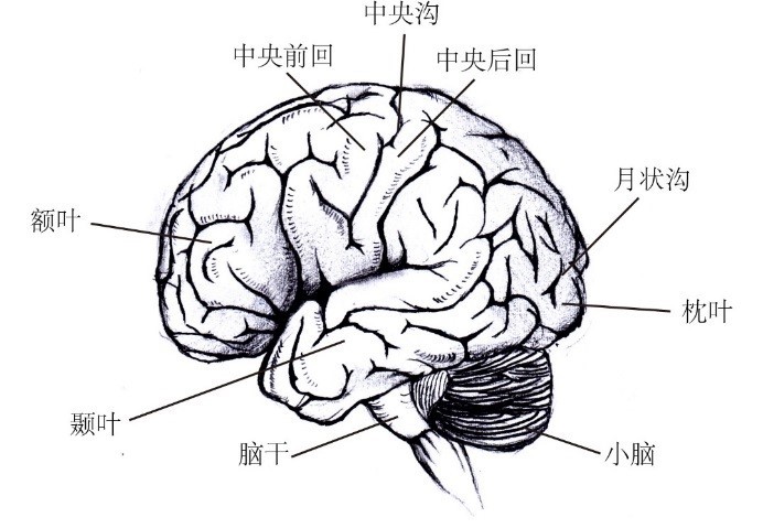 图6人类大脑的解剖结构图.其中月状沟附近是视觉皮层所在的位置.