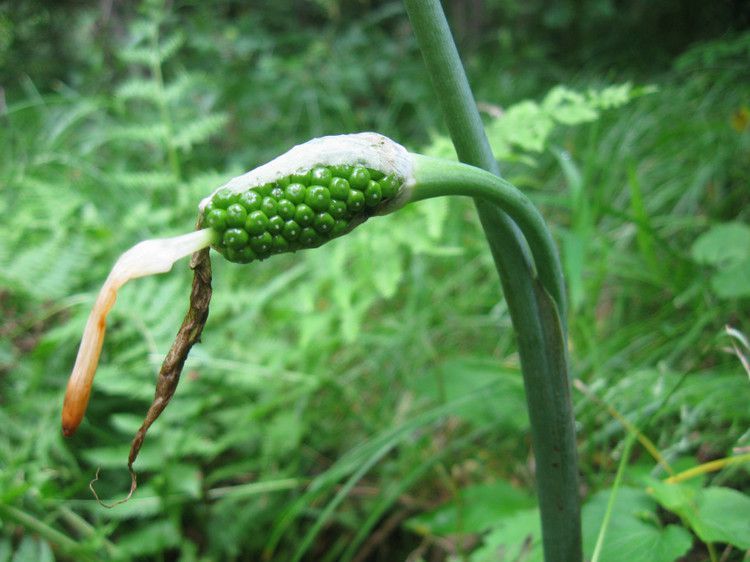 这味草药原名称为"虎掌草",原来是一味能够祛风止痉的